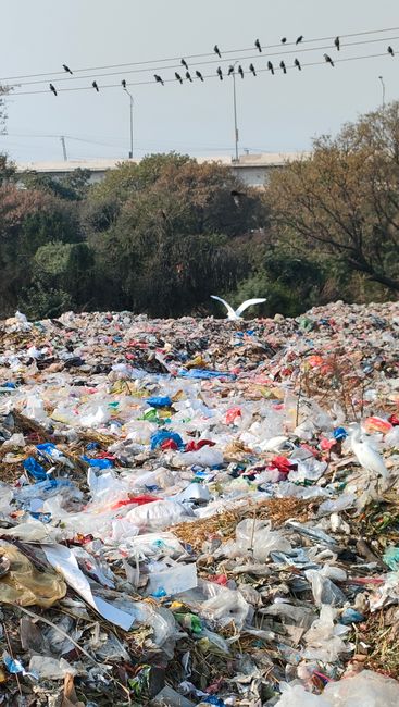 A large, unmanaged heap of mixed waste and plastic debris, including plastic bags, bottles, and packaging, spread across a gravel or dirt area outdoors. The rubbish is scattered and piled up in a disorderly manner, with some waste partially covered by earth or other materials. In the background, there are dense trees and bushes, indicating an overgrown or neglected site. Above the rubbish, multiple birds are perched on overhead power lines, with some flying nearby, and the sky appears overcast or slightly cloudy. The scene reflects an environment affected by illegal rubbish dumping, illustrating the need for professional waste management services such as those provided by Rubbish Removal Holland Park for controlled and environmentally responsible waste disposal.