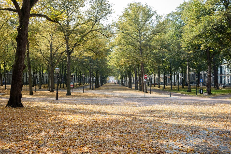 A wide urban park pathway lined with tall deciduous trees, their branches spreading overhead and creating a canopy of green and yellow leaves. The ground is covered with fallen leaves, forming a natural carpet along the paved walkway, which extends into the distance. Interspersed along the pathway are classic black lampposts and small bollards, subtly guiding pedestrian flow and separating the path from surrounding grassy areas. On the right side, there are signs including a 'no entry' sign and a blue directional sign, indicating traffic regulations within the park or nearby streets. In the background, low-rise buildings with a mix of brick and modern facades are partially visible through the trees, suggesting an urban setting. The scene is illuminated by soft, natural daylight, casting gentle shadows and highlighting the vibrant autumnal colours, creating a calm, orderly environment that could be associated with an elegant, well-maintained public space or outdoor area suitable for outdoor waste management and rubbish collection services such as those offered by Rubbish Removal Holland Park.